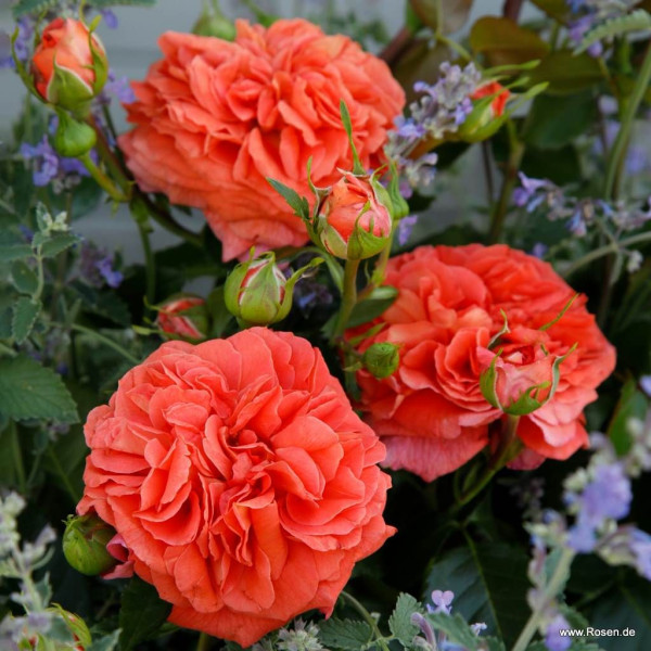ORANGERIE®